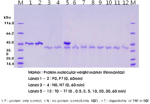 GM옥수수 삽입 단백질 PMI 에 대한 인공위액(SGF) 반응실험. PMI가 인공위액에 의해 30초만에 쉽게 분해되는 것을 관찰할 수 있다.