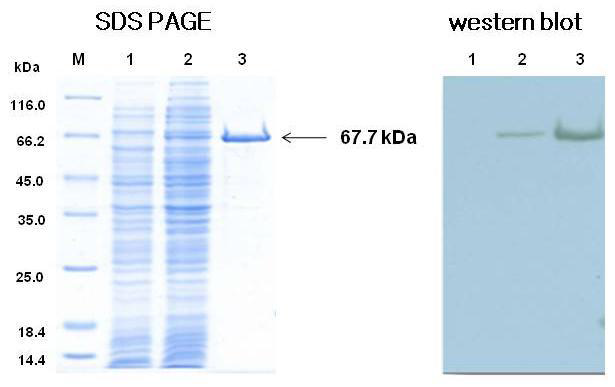 Recombinant mCry3A protein (MIR604)