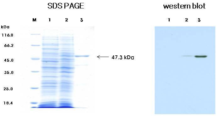 Recombinant mEPSPS protein (GA21)