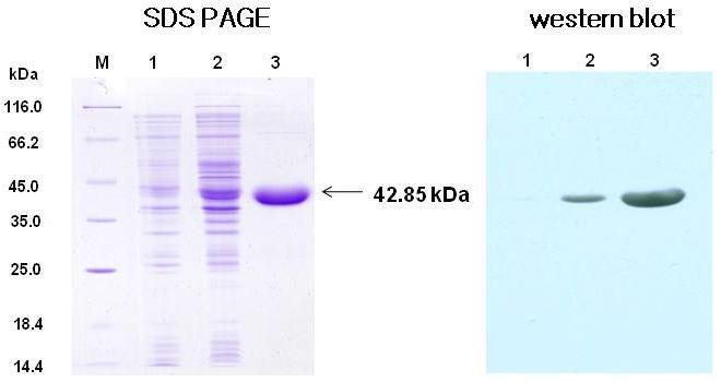 Recombinant PMI protein (MIR162)