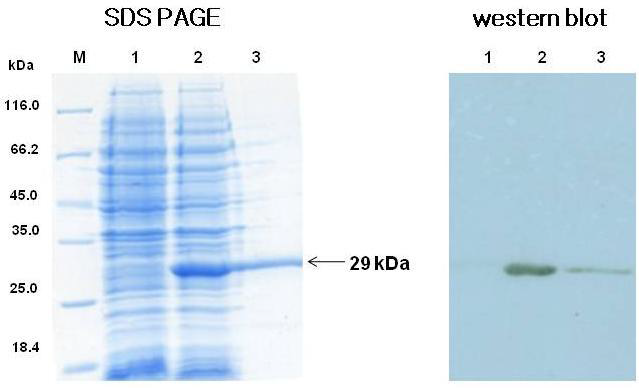 Recombinant NPTII protein (MON863)