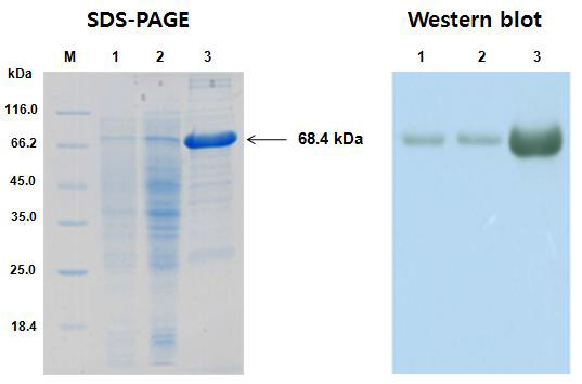 Recombinant GUS protein (MON15985)