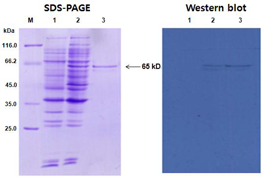 Recombinant Cry1F protein (TC6275)