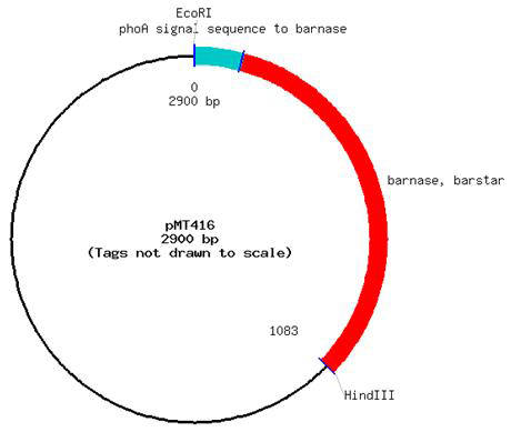 pMT416 vector