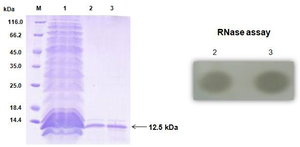 Recombinant barstar protein (MS8)