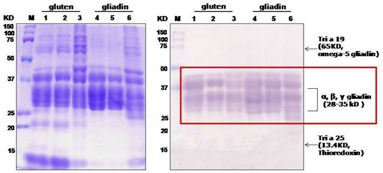밀(wheat)의 gliadin(alcohol-soluble protein)과 gluten(alcohol-soluble protein과 alcohol-insoluble protein의 결합체)의 구성단백 및 면역원성 비교. 알레르기 유발가능성이 높다고 알려진 αβγ gliadin이 포함된 28-45 kD 범위에 해당하는 단백들은 환자혈청 내 IgE와 강하게 반응하였음