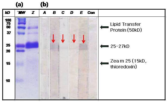 (a) SDS-PAGE of zein, (b) immunoblot analysis of zein with individual serum (patient A~E). Con, buffer control
