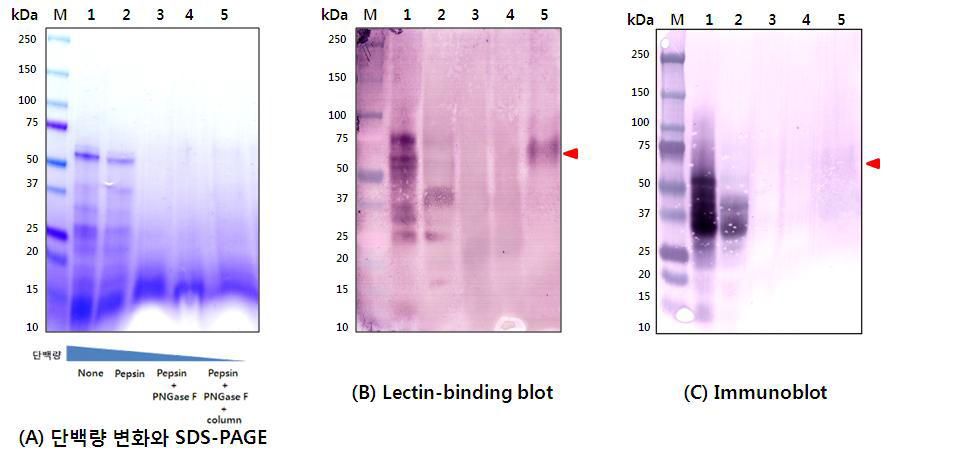 밀가루 내 총 단백으로부터 N-glycan 분리에 따른 단계별 중간산물의 (A) 단백량 변화에 따른 SDS-PAGE, (B) Lectin-binding blotting, (C) Immunoblotting을 통한 확인. Lane 1: total protein (PBS) Lane 2: total protein (glycoprotein extraction buffer; 50 mM Hepes-KOH, pH 7.5, 20 mM sodium metabisulfite, 5 mM EDTA, 0.1% SDS, 1.7% insoluble polyvinylpolypyrrolidone) Lane 3: pepsin-treated protein Lane 4: pepsin and PNGase F-treated protein Lane 5: purified N-glycan