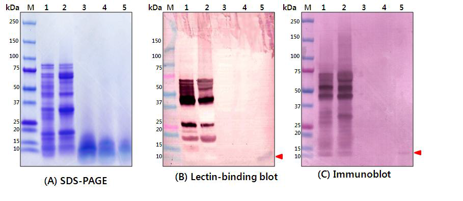 콩 내 총 단백으로부터 N-glycan 분리에 따른 단계별 중간산물의 (A) SDS-PAGE, (B) Lectin-binding blotting, (C) Immunoblotting을 통한 확인. Lane 1: total protein (PBS) Lane 2: total protein (glycoprotein extraction buffer; 50 mM Hepes-KOH, pH 7.5, 20 mM sodium metabisulfite, 5 mM EDTA, 0.1% SDS, 1.7% insoluble polyvinylpolypyrrolidone) Lane 3: pepsin-treated protein Lane 4: pepsin and PNGase F-treated protein Lane 5: purified N-glycan
