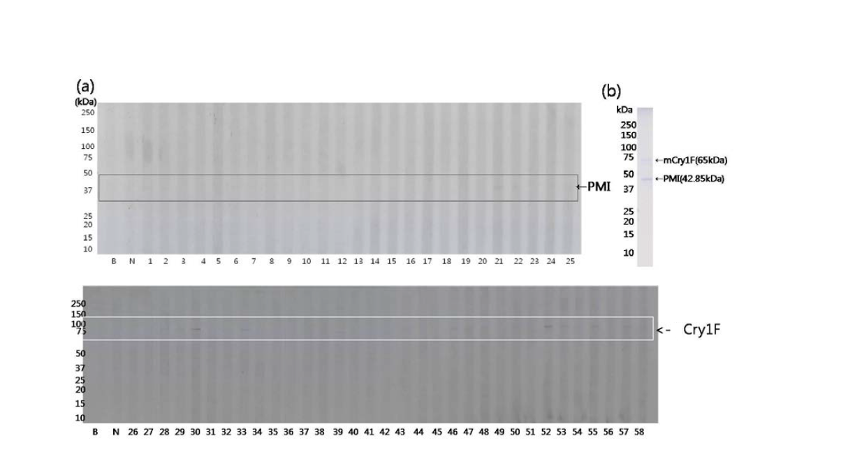 (a)옥수수 삽입단백질 Cry1F, PMI와 옥수수 특이 IgE 양성 혈청 (추가 58명) immunoblotting, (b) Cry1F, PMI의 SDS-PAGE. PMI 및 Cry1F 단백질에 대한 반응성을 확인하였다.