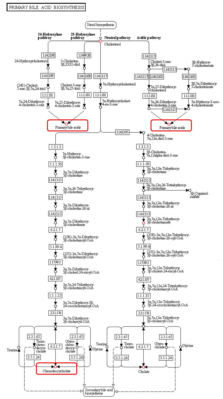 (가). Bile acid biosynthesis