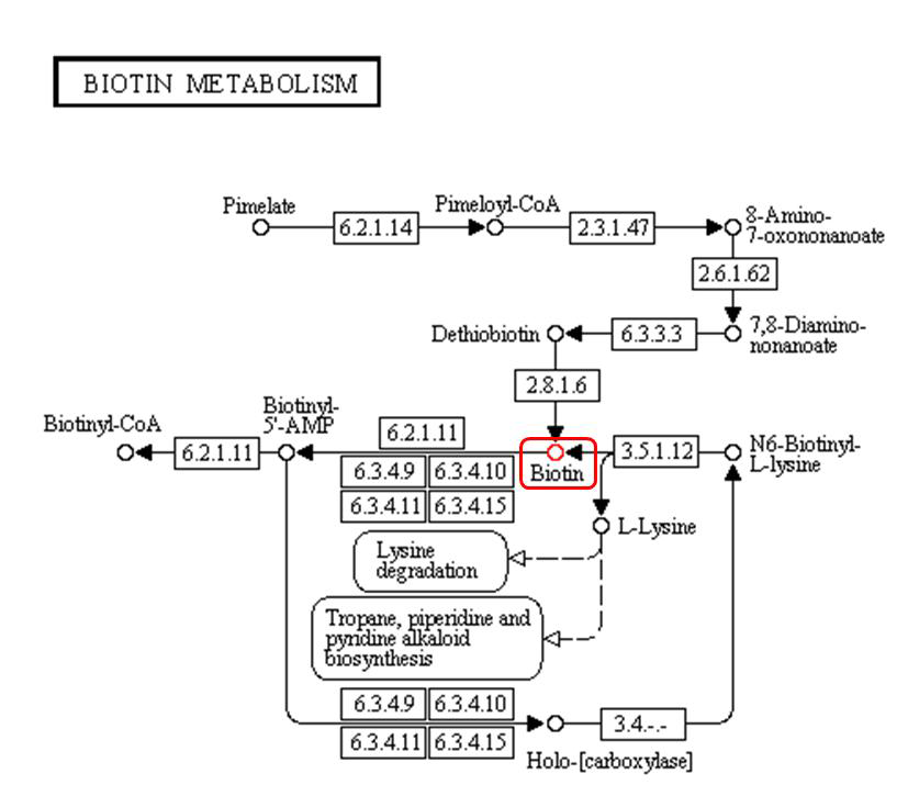 (다) Biotin metabolism