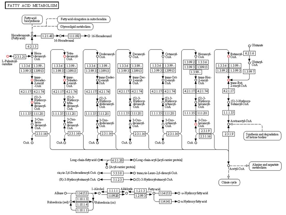 (마) Fatty acid metabolism