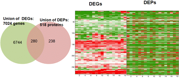 (가)DEGs과 DEPs의 벤다이어그램. (나) DEGs과 DEPs에서 공톡적으로 발견되는 유전자/단백질에 대한 발현양상 패턴