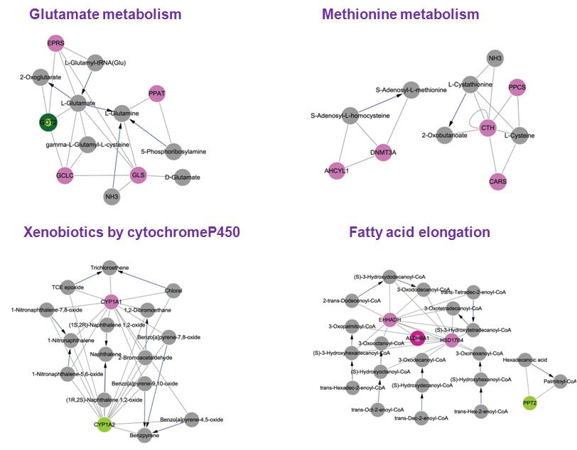 DEGs과 전사체 발현 패턴에서 일관성 있게 증가/감소하는 DEGs을 기본으로 구성한 네트워크 모델 (metabolism)