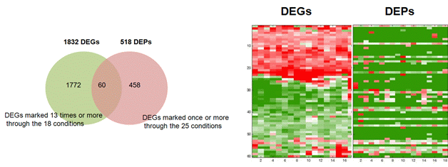 일정 횟수 이상 DEGs과 DEPs으로 뽑힌 유전자, 단백질의 벤다이어그램과 heat map