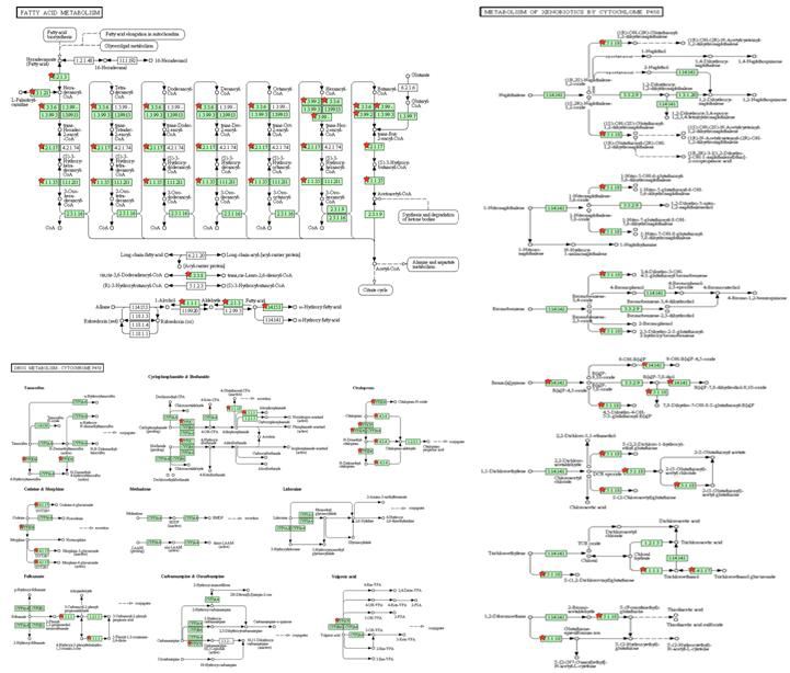 양적 감소를 보이는 energy metabolism 관련 단백질들의 pathway분석 결과