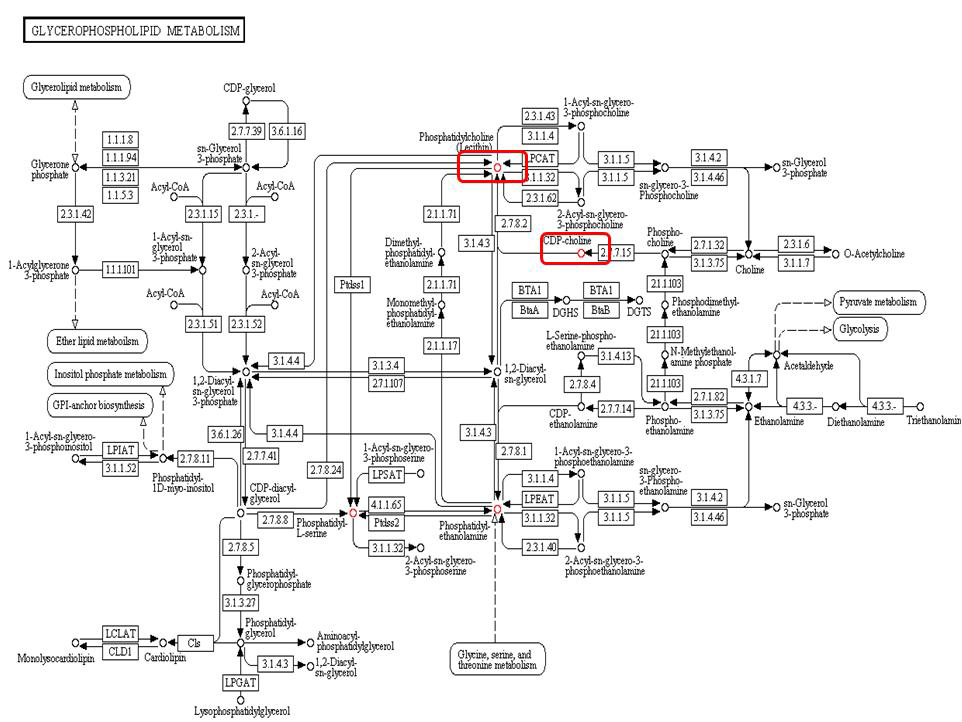 (나) Phospholipid biosynthesis