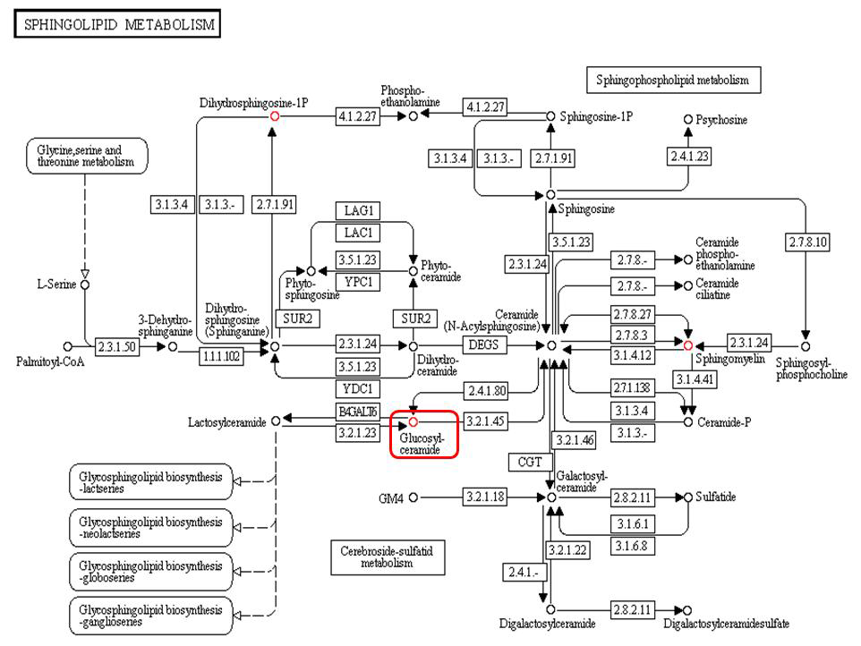 (라) Sphingolipid metabolism