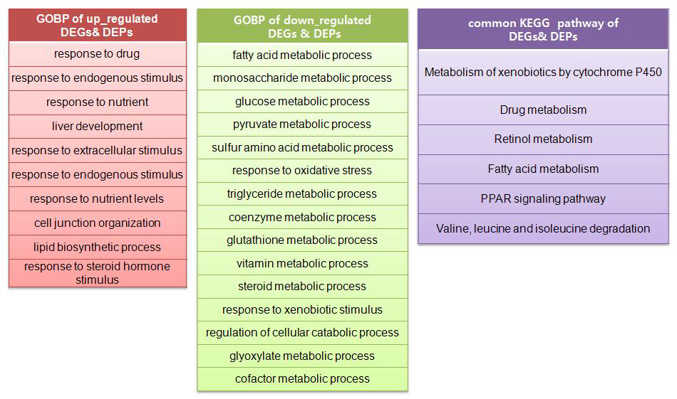 DEGs과 DEPs에서 공통으로 보이는 GOBP와 KEGG