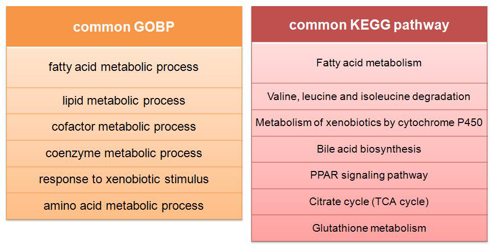 1차년도, 2차년도 연구 결과 사이의 공통된 GOBP 및 KEGG pathway