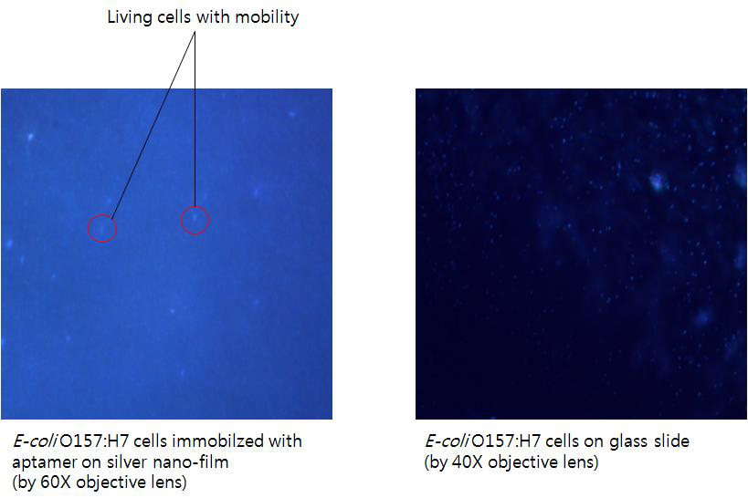 E-coli O157:H7 cells immobilzed with aptamer on silver nano-film (left) and free cells on glass slide (right).