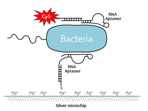 Silvermicrochip 상에 형성된 형광표지앱타머-세균-고정화앱타머 복합체.