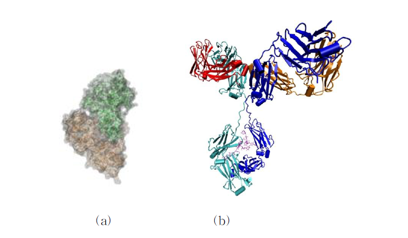 (a) Ricin, A chain in green and B chain in orange. (b) Human IgG1, colored by chains.