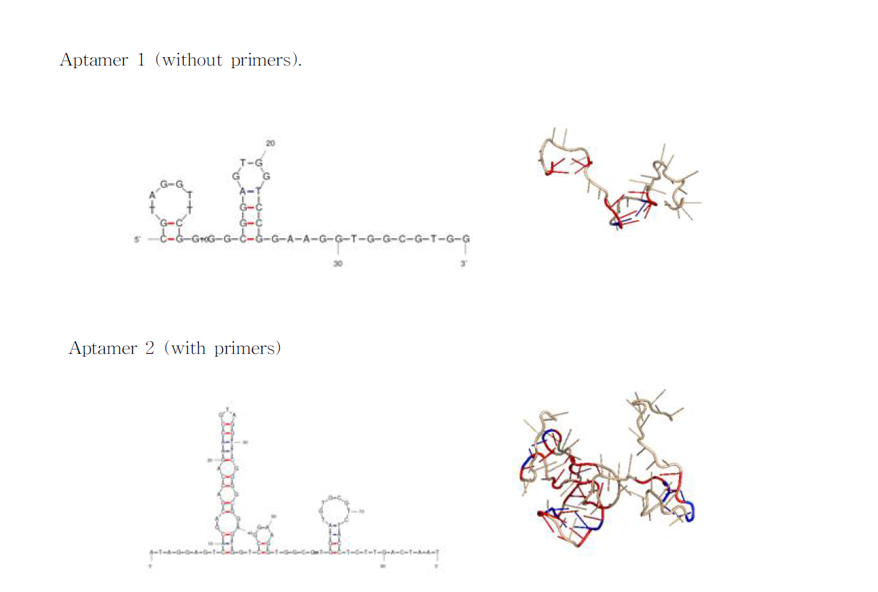 The DNA secondary structures were predicted by Mfold web server. Simulation using NAB gave the possible 3D folding structures of the aptamer without primers (aptamer 1) and the aptamer with primers (aptamer 2).