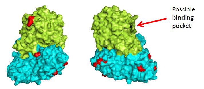 Ricin A-chain is colored in lemon, B-chain is colored in blue, Lys residues are colored in red. The representations are generated by software PyMOL.