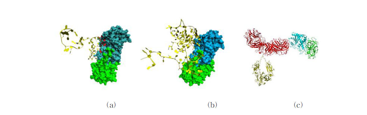 The binding conformation of ricin-aptamer complexes and ricin-antibody complex obtained from HADDOCK webserver.