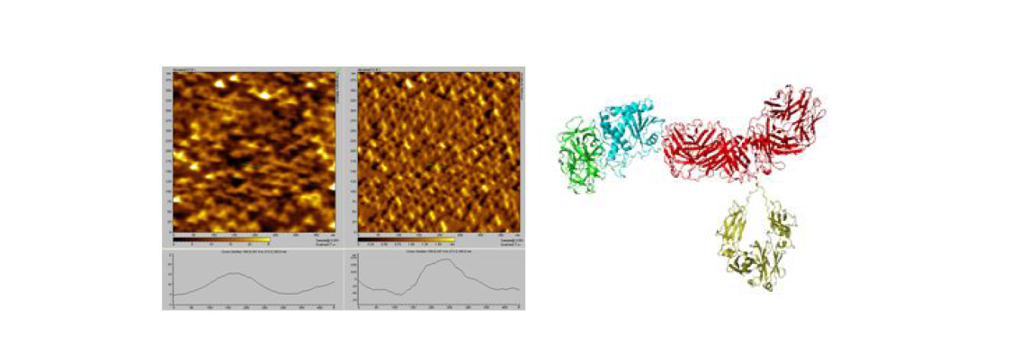AFM image of possible ricin-antibody complex, right side is the binding conformation obtained by HADDOCK simulation.