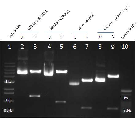 Analysis of recombinant plasmid by 1.0% agarose gel electrophoresis.