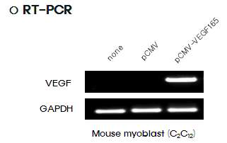 VEGF 유전자 도입 세포에서의 유전자 발현 확인