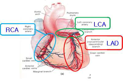 관상동맥(Coronary Artery)