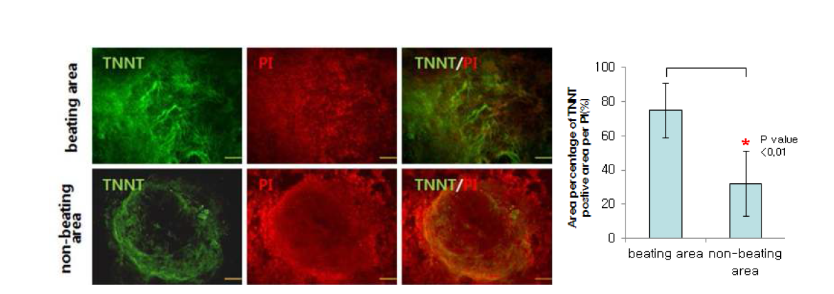 기능적 심근세포 분화 평가를 위한 TNNT 발현 평가