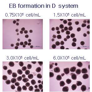D system에서의 각 세포 농도별 EB 형성