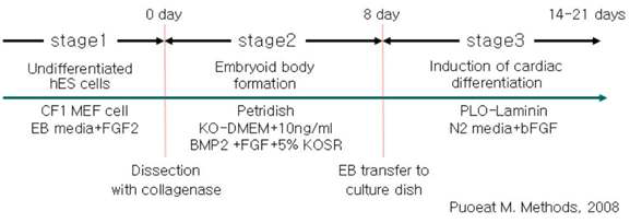 사람배아줄기세포주의 심근세포분화를 위한 3 step methods