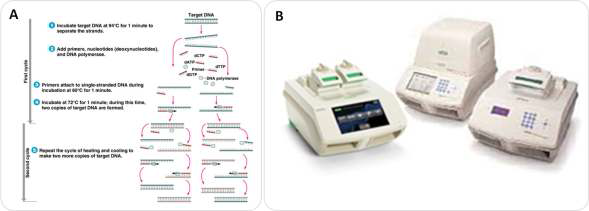 (A) Polymerase chain reaction (PCR) 방법의 원리, (B) 각종 PCR 장비