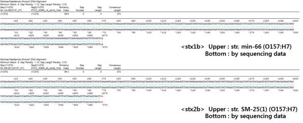 ATCC 43894 균주의 stx1b/stx2b 염기서열 시퀀싱 결과와 웹 데이터베이스 간의 MegAlign 분석결과