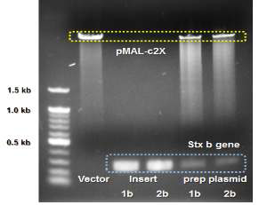 pMAL-c2X 벡터를 이용하여 시가톡신 유전자를 클로닝 한 균주로부터 prep된 plasmid를 제한효소 처리한 전기영동 결과