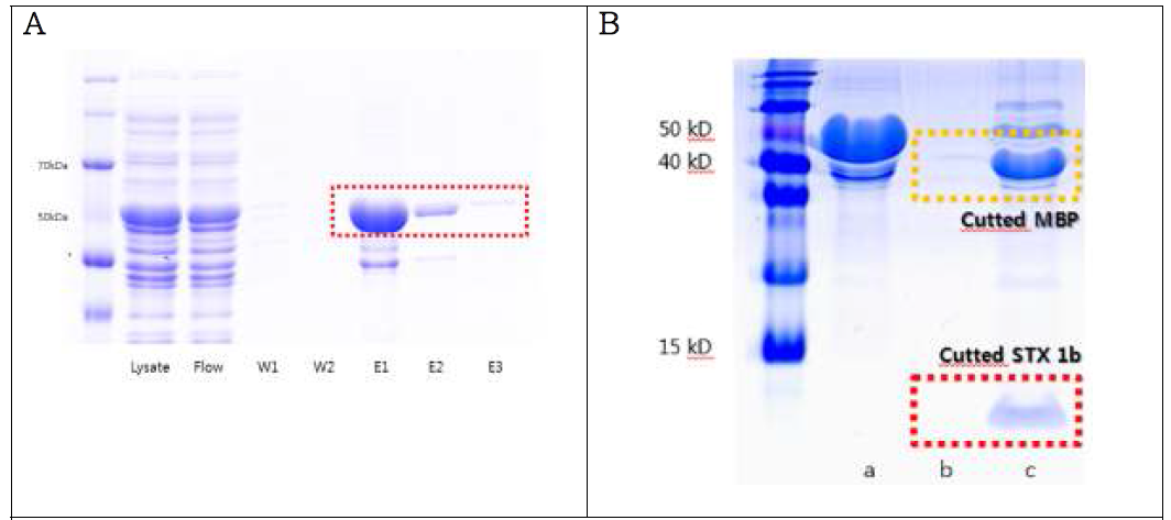 (A) Amylose resin으로 정제된 MBP-Stx1b의 SDS-PAGE gel의 이미지(‘W’는 washing fraction, ‘E’는 elute fraction 임), (B) factor Xa를 처리한 MBP-Stx1b