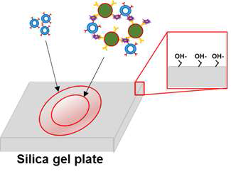 Silica gel plate상에서의 PDA-식중독 유발인자 복합체의 radial chromatography