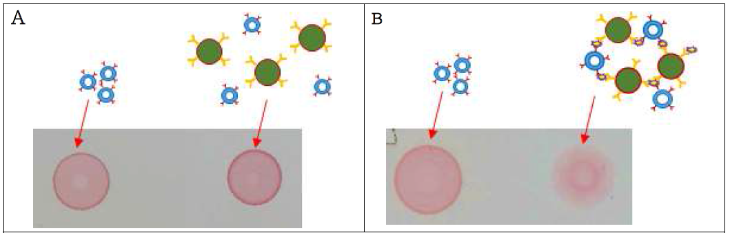 (A) 타겟항원이 없는 조건의 PDA-MB 혼합물의 silica gel plate 확산 테스트, (B) 타겟항원이 존재하는 조건의 PDA-MB 혼합물 silica gel plate 확산 테스트