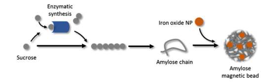 효소적 합성을 통해 아밀로오스 자성 입자를 제작하는 모식도