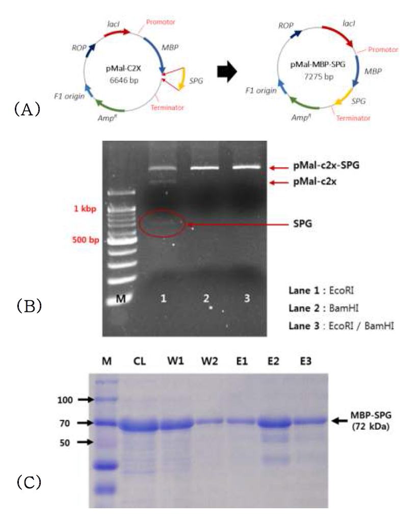 융합단백질 MBP-SPG를 제작하기 위해서 제한효소를 이용한 유전자 클로닝 방법으로 pMal-c2x vector에 SPG 유전자를 삽입한 모식도(A), competent cell에 삽입된 MBP-SPG 유전자를 제한효소로 처리한 후 agarose gel electrophoresis를 통해 확인한 결과(B), 유전자 클로닝을 통해 pMal-MBP-SPG vector가 삽입된 균으로부터 정제한 융합단백질을 SDS-PAGE를 통해 확인한 결과(C)
