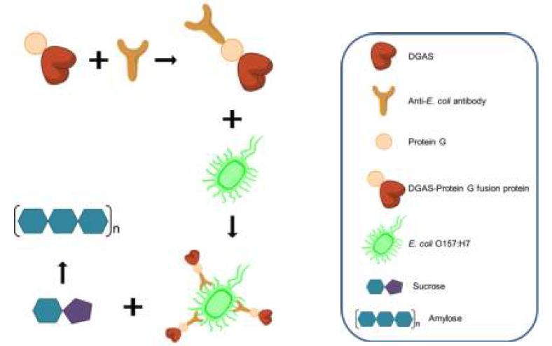 당전이 효소(DGAS)-proteinG 복합체를 이용한 병원성균 검출 시스템 모식도