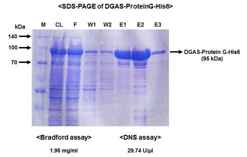아밀로수크라아제-단백질G 융합단백질을 분리 정제한 것을 SDS-PAGE를 통해 확인한 결과