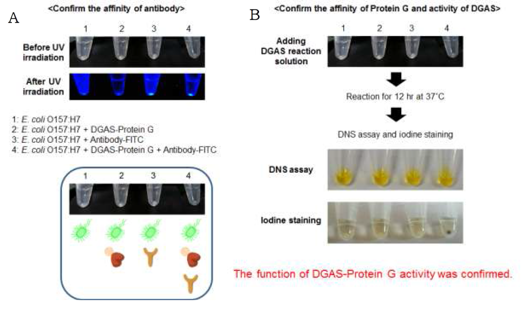 아밀로수크라아제-단백질G-항체 시스템을 이용한 표적 균 검출 시험