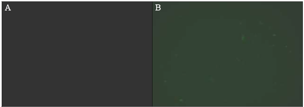 (A) Silica bead의 green filter 형광이미지, (B) 항체가 수식된 silica bead의 green filter 형광이미지
